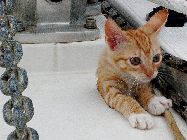 77- Manuia, chat clandestin sur Imagine 